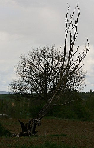 ARBRE-MORT.jpg
