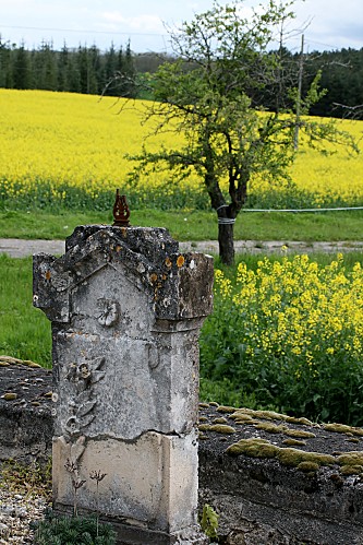 ARBRE AUTOUR PUYCALVERY 3