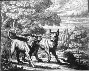 d-un-loup-et-d-un-chien