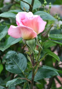 La-flore-4978-bouton-de-rose.jpg