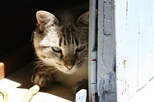 les-chats-4797.JPG