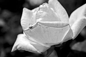 araigne-blanche-sur-rose-blanche.jpg