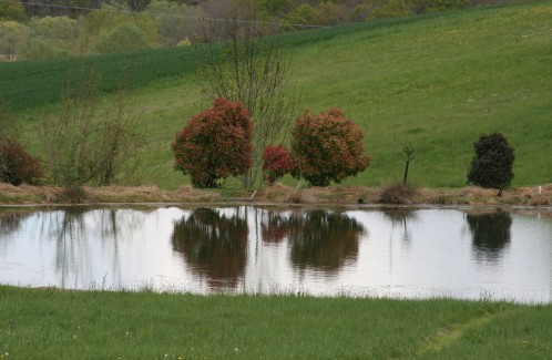 ARBRE AUTOUR PUYCALVERY