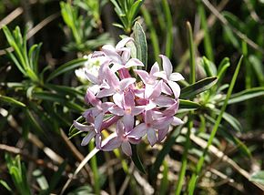 290px-Daphne_striata_100604