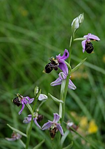 Ophrys-apifera--orchidee-terrestre-europeenne.jpg