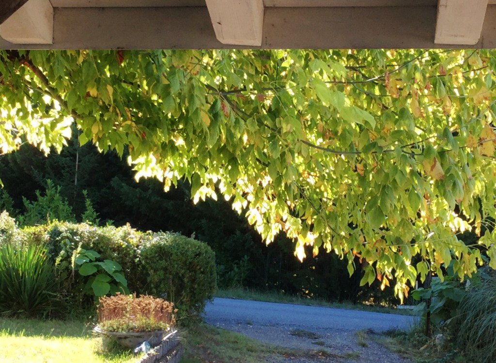 Les feuilles d'or - Automne 2016