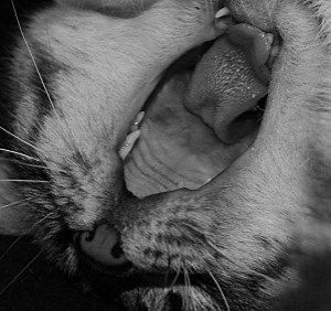 baillement de Follette NB