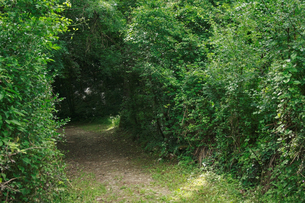 chemin creux en foret