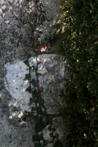 croix sous le lierre