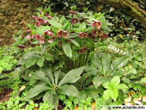 Ellebore ou héllebore