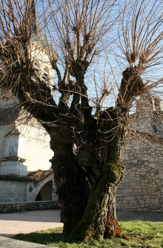 ARBRE A ANTHE
