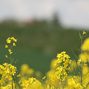 fleur de moutarde style boker