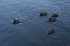 Villeneuve-sur-lot-47 Canards Colvert poursuite de l’intrus