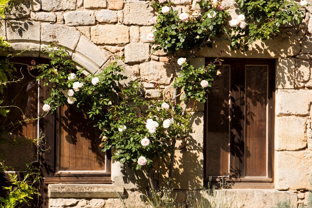 Eté 2015 - Le rosier blanc grimpant de Gavaudun