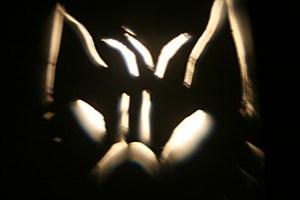 la-faune 2872 le loup vieux cormier 2008