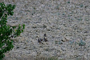 la-faune 0629 les perdrix