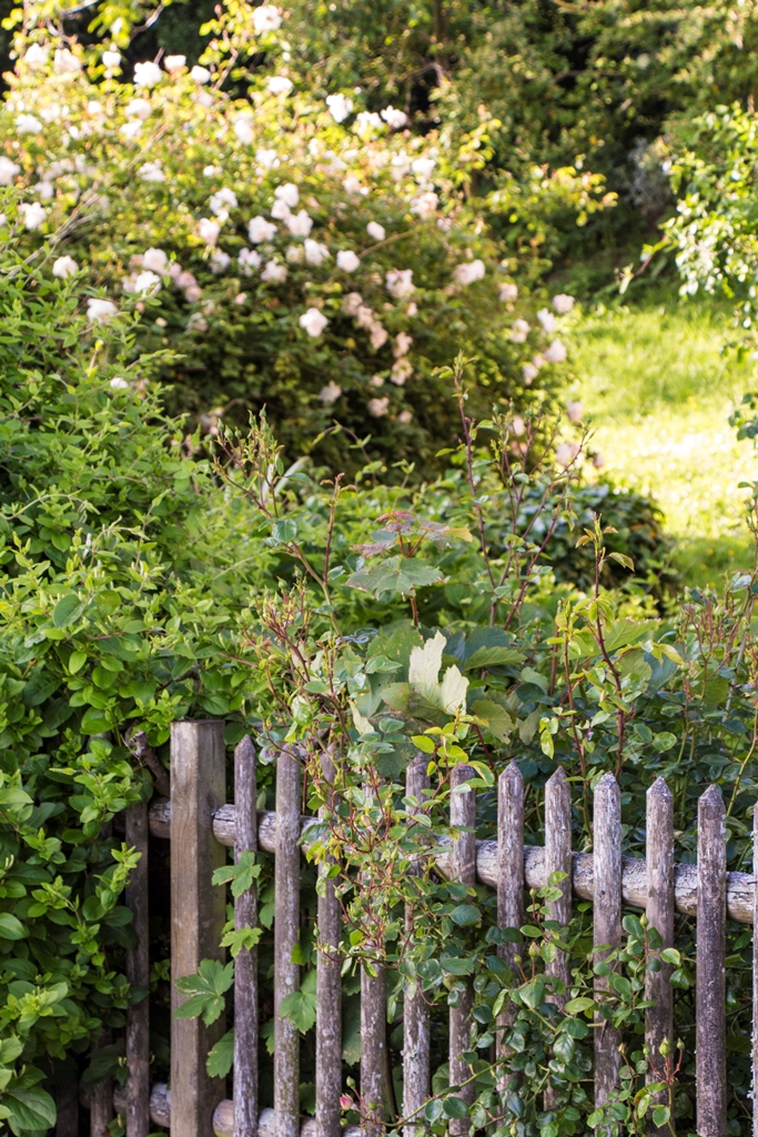 J'ai voulu ce matin te rapporter des roses...